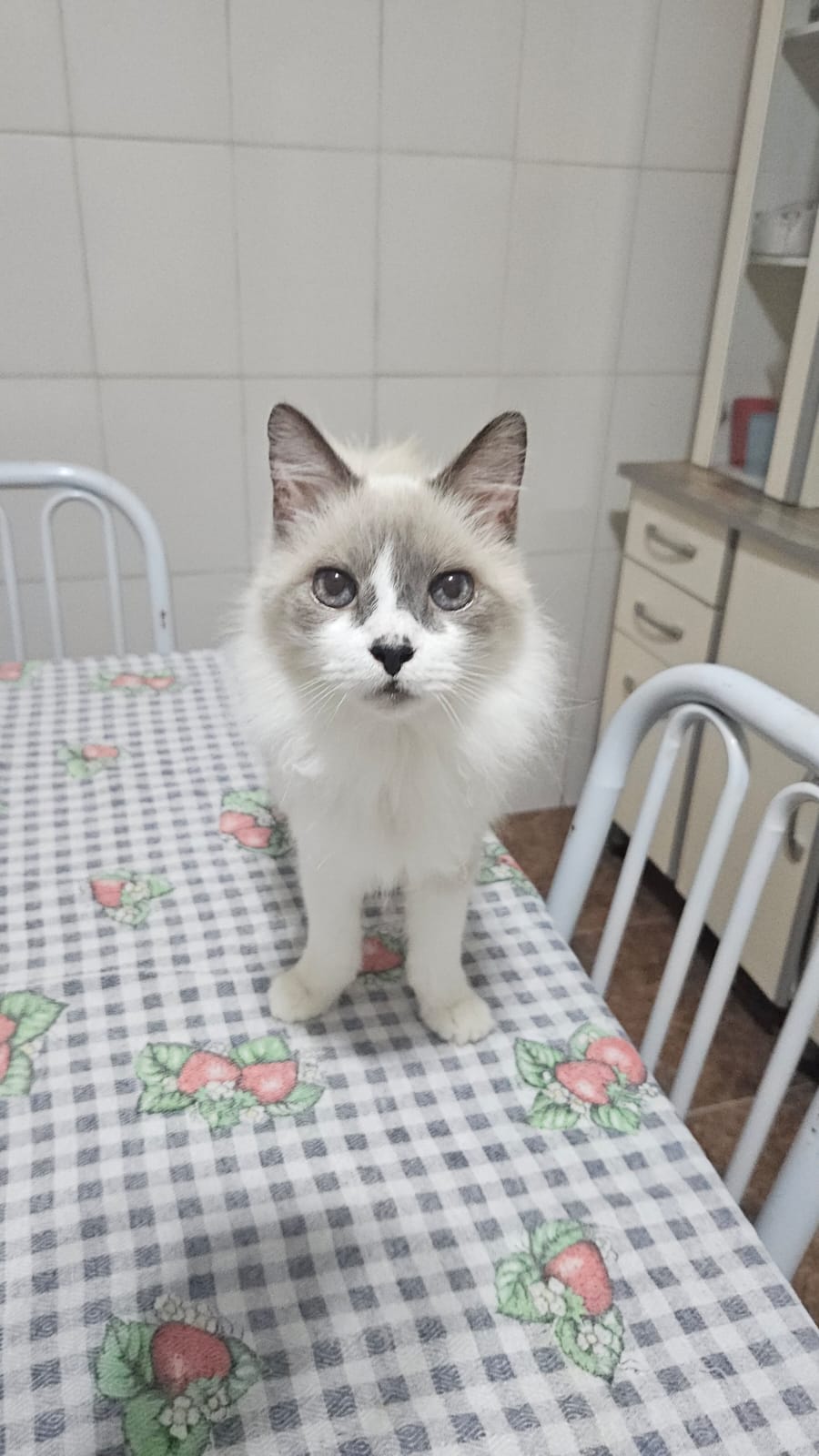 Nick, gato branco e cinza de pelo comprido, em pé sobre a mesa.