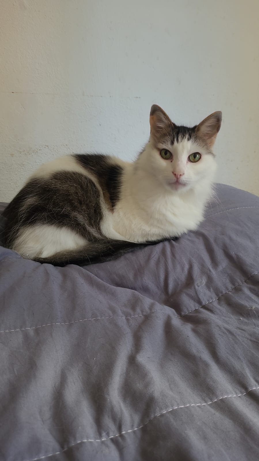 Nino, gato branco e rajado, enroscado em cima da cama.
