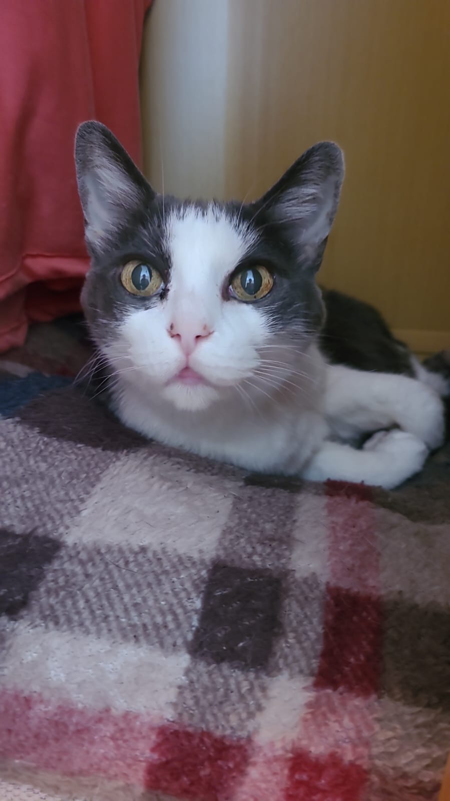 Shena, gata cinza e branca, deitada num cobertor xadrez.