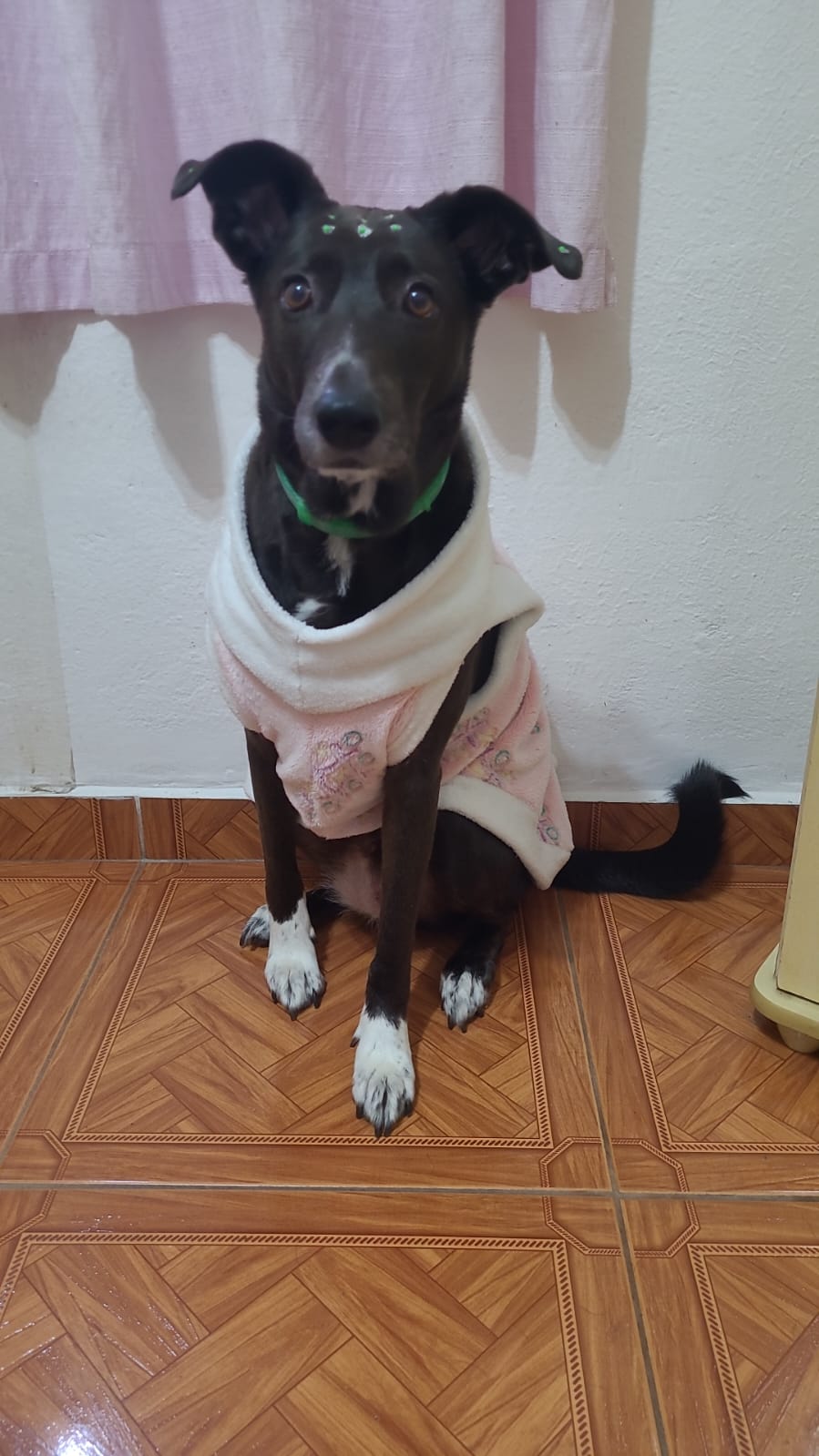 Tamy, cachorra preta de patinhas brancas, de casaquinho rosa.